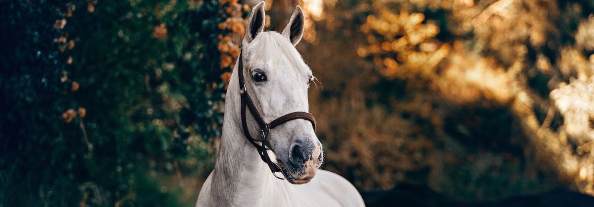 Anita Janssen, Oogvoorhetpaard, Oog voor het paard, connectie,krijgt mijn paard genoeg water