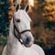 Anita Janssen, Oogvoorhetpaard, Oog voor het paard, connectie,krijgt mijn paard genoeg water