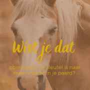 observeren, kijken naar je paard