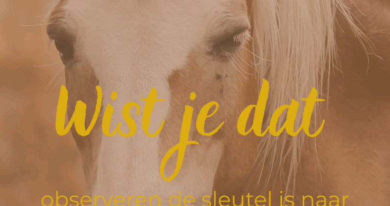 observeren, kijken naar je paard