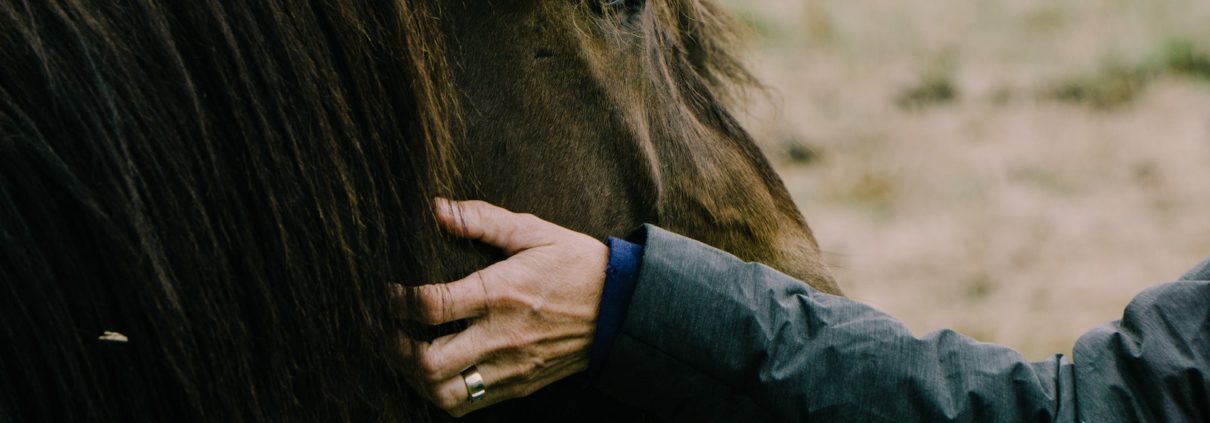 Anita Janssen, Oog voor het paard, connectie, Haflinger, persoonlijke ervaring met eigen paard