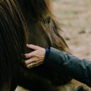 Anita Janssen, Oog voor het paard, connectie, Haflinger, persoonlijke ervaring met eigen paard