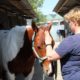 Help! Mijn paard slaat met het achterbeen, connectie, Anita Janssen