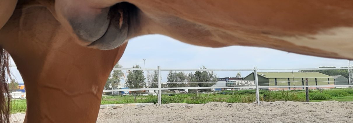 dikke koker, American Paint Horse, Anita Janssen, Oog voor het paard