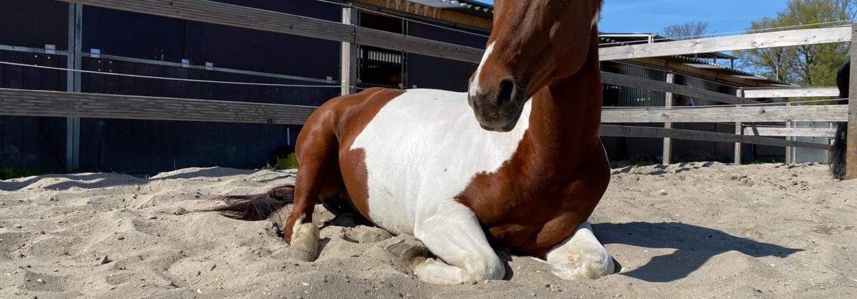Wat is welzijn voor het paard, Oogvoorhetpaard, American Paint Horse, Anita janssen,