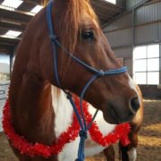 Tommy, american paint horse, paard, dikke koker