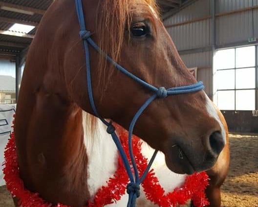 Tommy, american paint horse, paard, dikke koker