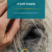 sensibel paard, connectie, oog voor het paard