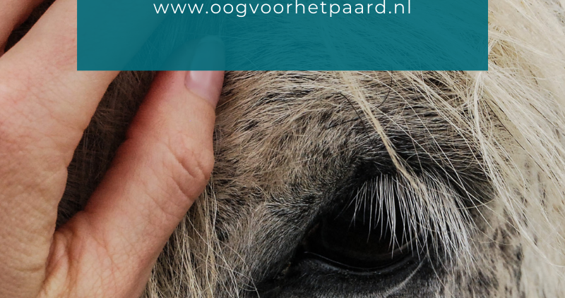 sensibel paard, connectie, oog voor het paard