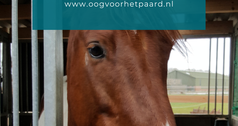 paard met lyme, teek, oog voor het paard