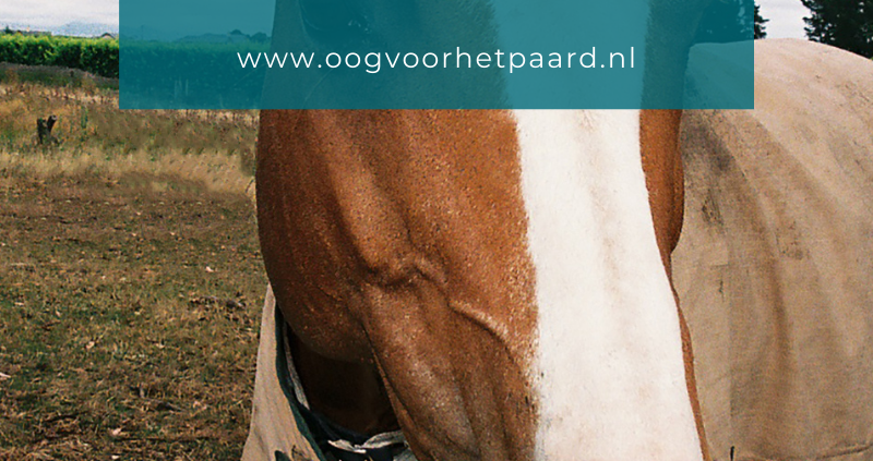 paard bijt dekens stuk, oog voor het paard, anita janssen