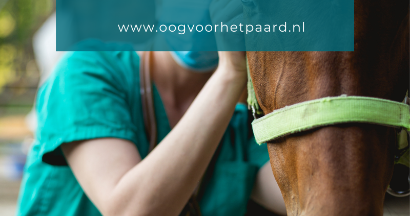 Wat is welzijn voor het paard, oog voor het paard, anita janssen, connectie, connectiesessie