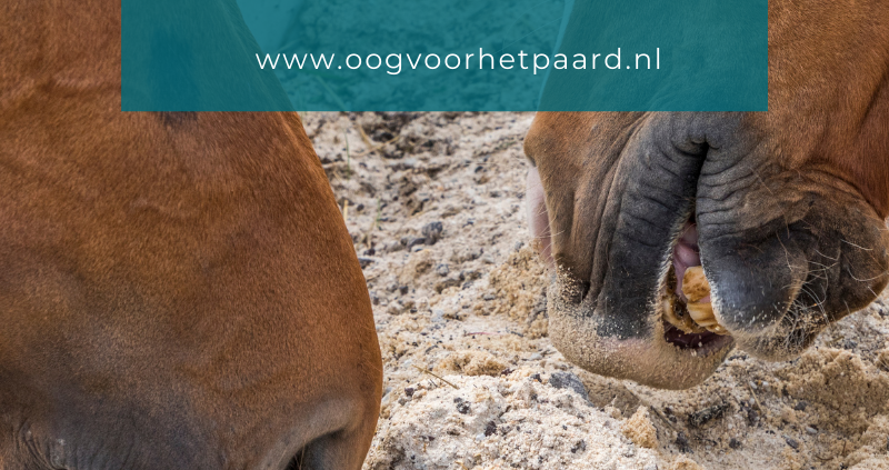 zand eten paard