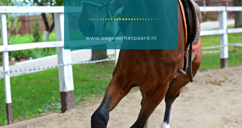 schrikachtig paard, angstig paard, rillig