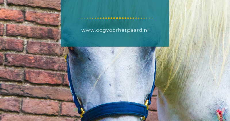 ehbo paard