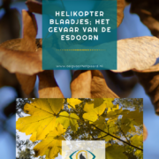 helikopter blaadjes