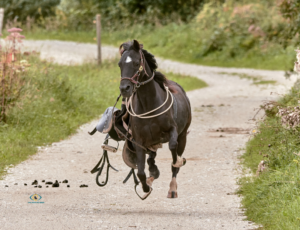 medicijnen, rennend paard