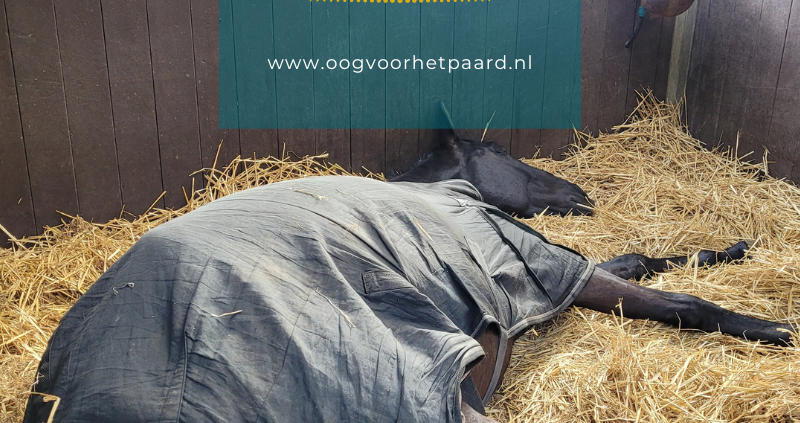 ontspannen paard