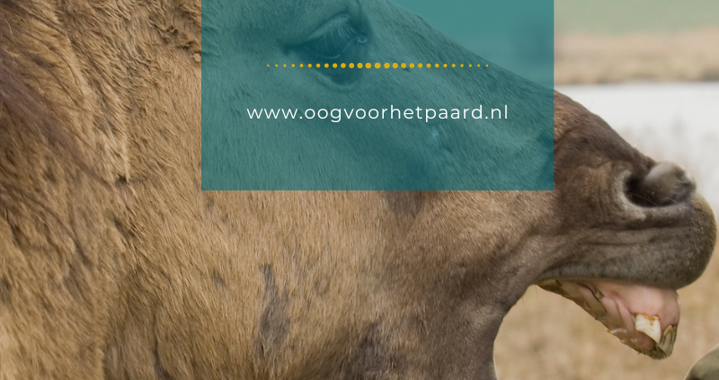 paard bijt