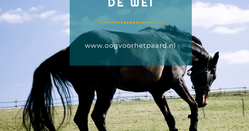 paard wil niet van de wei