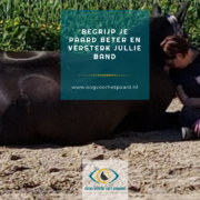 begrijp je paard, verbinding, vertrouwen