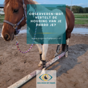 observeren, houding van je paard