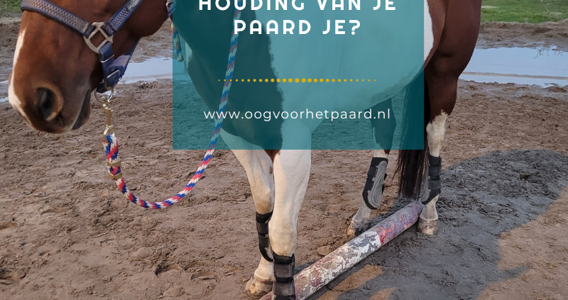 observeren, houding van je paard