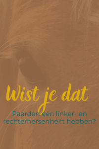 linker en rechterhersenhelft, schrikreactie paard