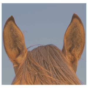spanning paard herkennen, orenspel paard