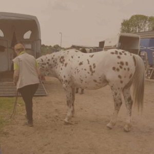 trailer laden paard, trailerladen angst. trailerladen tips