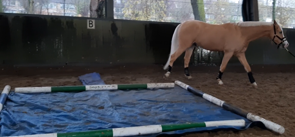 grondwerklessen- www.oogvoorhetpaard.nlding 2025-07-19 115422 grondwerklessen, plastic