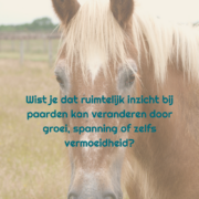 ruimtelijk inzicht, grondwerk