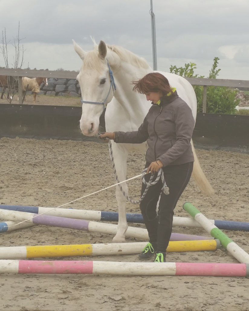 Grondwerk, oudere paarden