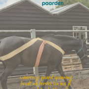 pijnherinnering bij paarden, pijnherinnering, pijn