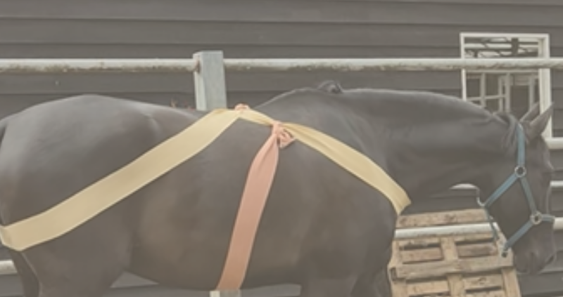 pijnherinnering bij paarden, pijnherinnering, pijn