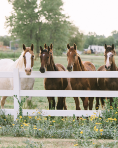 paard wil niet lopen, staken, niet van de wei